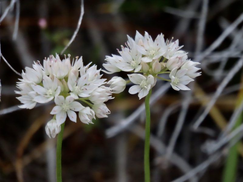 Allium amplectens, photographed by John Hibbard