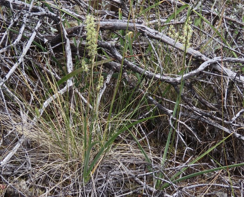 Hastingsia serpentinicola, photographed by John Hibbard