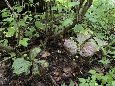 Trillium erectum