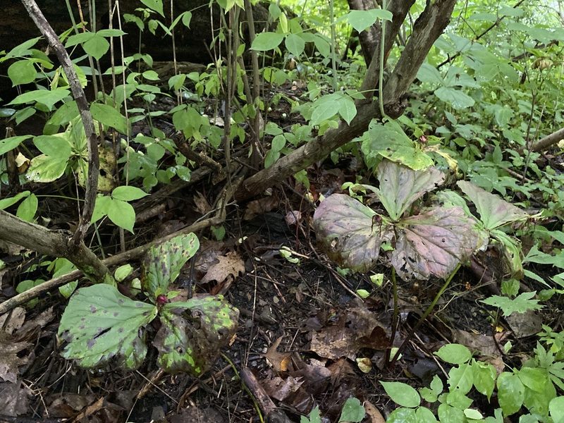 Trillium erectum, photographed by Mason Heberling
