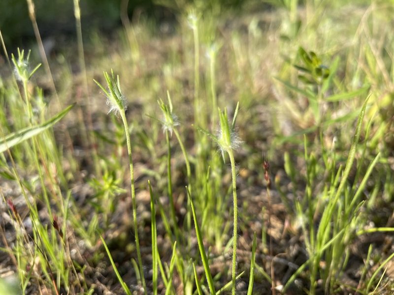 Plantago aristata, photographed by Chase Mathey