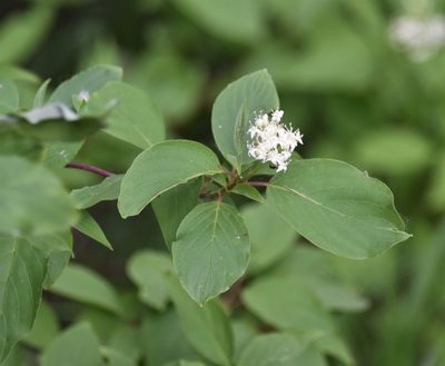 Cornus sericea, photographed by Eric Lamb