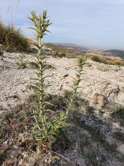 Carduncellus pectinatus, photographed by Mehdi Chetibi