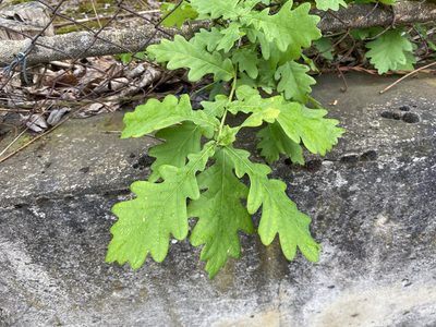 Quercus robur, photographed by Radosław Puchałka