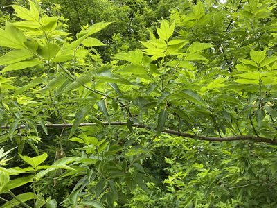 Acer negundo, photographed by Radosław Puchałka