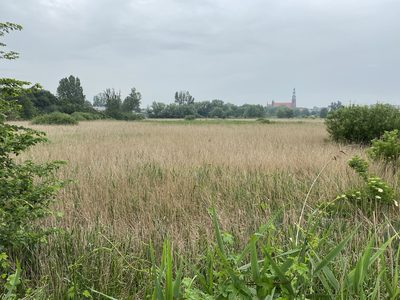 Phragmites australis, photographed by Radosław Puchałka