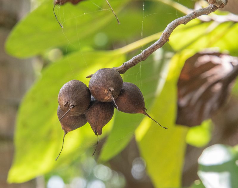 Cordia subcordata, photographed by Don Loarie