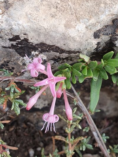 Plocama calabrica, photographed by Mehdi Chetibi