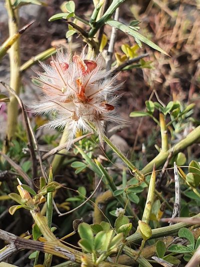 Ebenus pinnata, photographed by Mehdi Chetibi