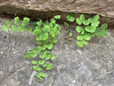 Adiantum capillus-veneris, photographed by Naturalista