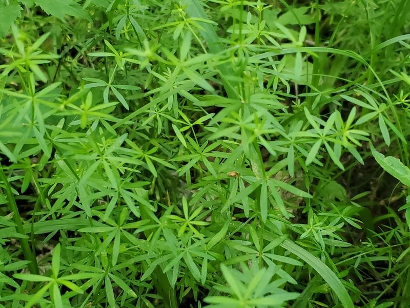 Galium concinnum, photographed by Craig Martin