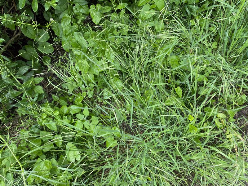 Bromus sterilis, photographed by Radosław Puchałka