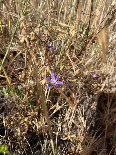 Brodiaea orcuttii, photographed by Rachel Allingham