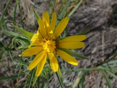 Tragopogon pratensis, photographed by Shane Johnson