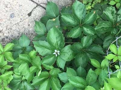 Parthenocissus quinquefolia, photographed by Mila C.