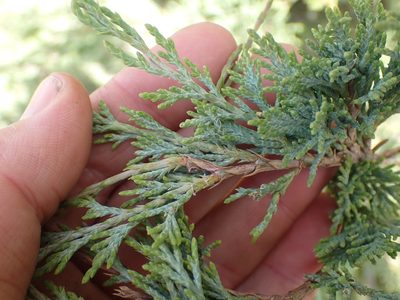 Juniperus scopulorum, photographed by Shane Johnson