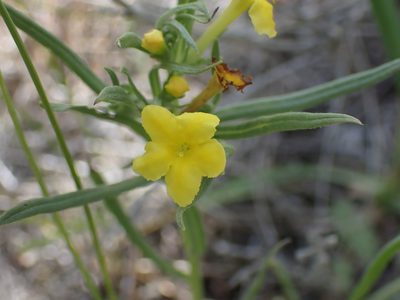 Lithospermum incisum, photographed by Shane Johnson