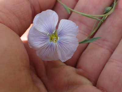Linum lewisii, photographed by Shane Johnson