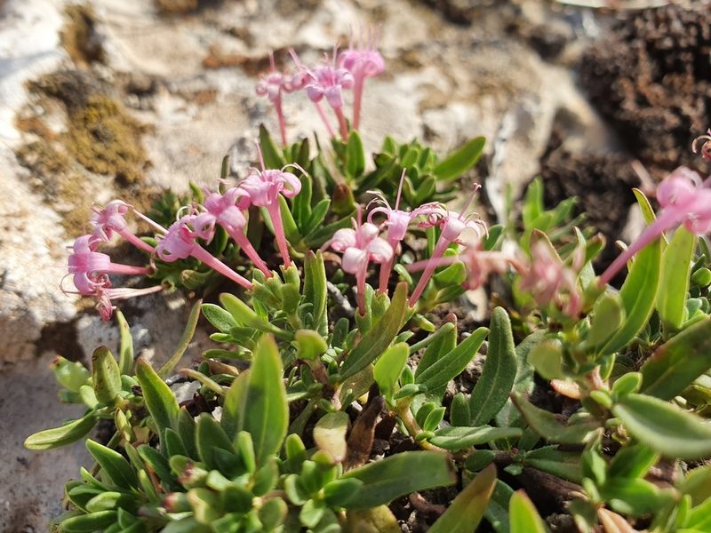 Plocama calabrica, photographed by Mehdi Chetibi