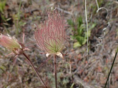 Geum triflorum, photographed by Shane Johnson