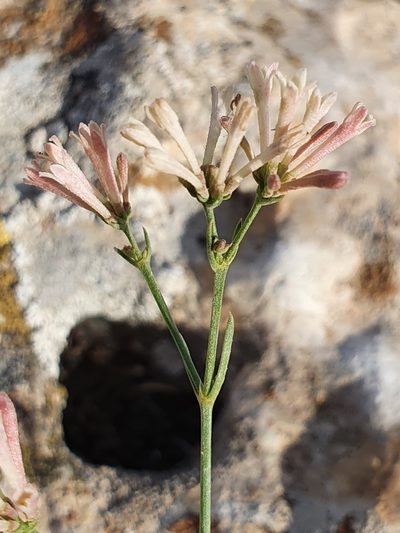 Cynanchica aristata, photographed by Mehdi Chetibi