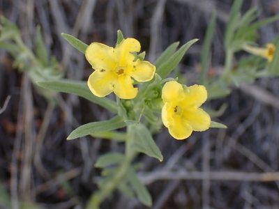 Lithospermum incisum