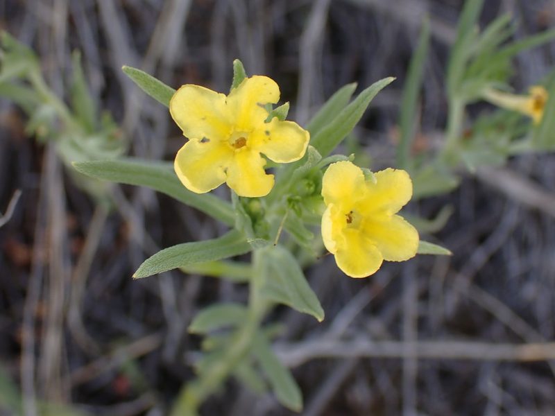 Lithospermum incisum, photographed by Shane Johnson