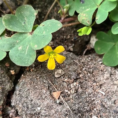 Oxalis corniculata, photographed by Pranav Chandra Bose