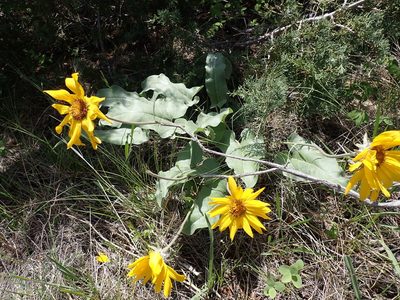 Balsamorhiza sagittata, photographed by Shane Johnson