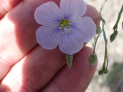Linum lewisii, photographed by Shane Johnson