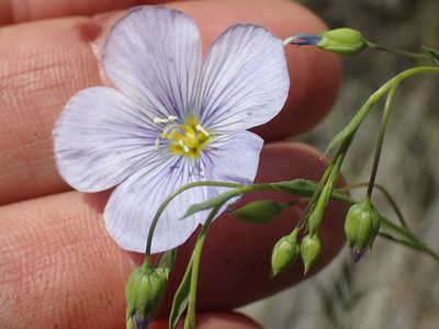 Linum lewisii, photographed by Shane Johnson