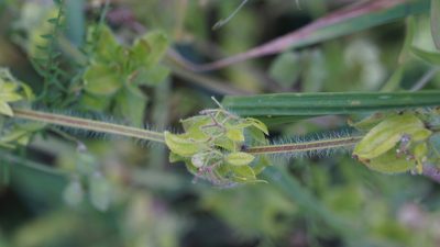 Cruciata laevipes, photographed by goldfjnch