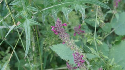 Stachys sylvatica, photographed by goldfjnch