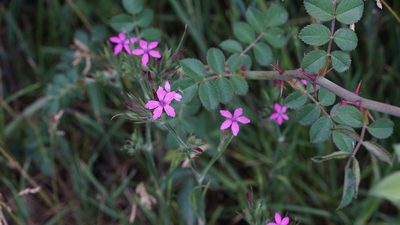 Dianthus armeria, photographed by goldfjnch