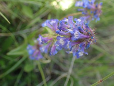 Penstemon procerus, photographed by Shane Johnson
