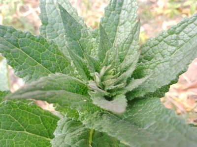 Verbascum virgatum, photographed by Max Brujula