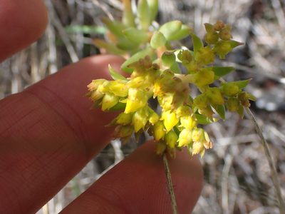 Sedum lanceolatum, photographed by Shane Johnson