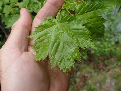 Acer glabrum, photographed by Shane Johnson