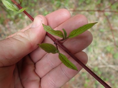 Cornus sericea, photographed by Shane Johnson