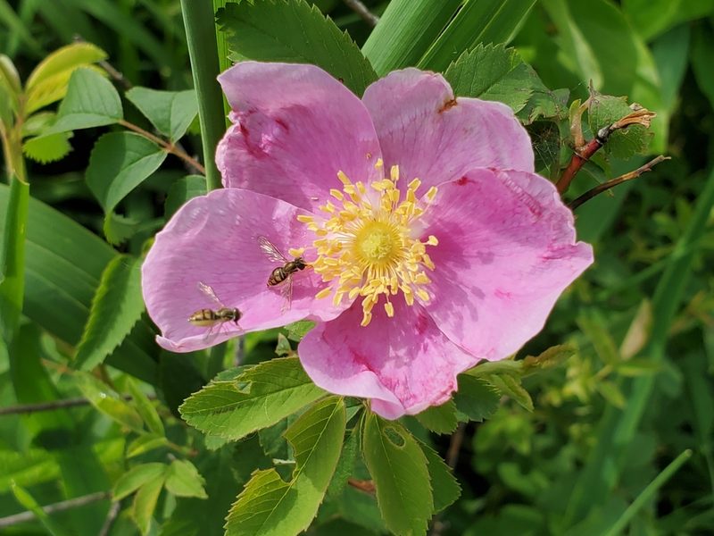 Rosa arkansana, photographed by Craig Martin