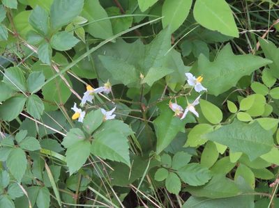 Solanum carolinense, photographed by mami_t_t