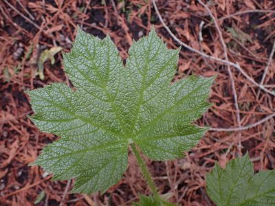 Oplopanax horridus, photographed by Shane Johnson