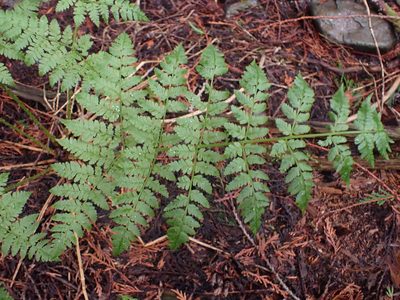 Dryopteris expansa, photographed by Shane Johnson