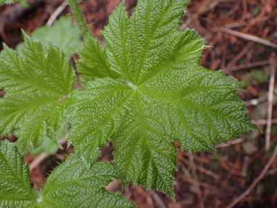 Oplopanax horridus, photographed by Shane Johnson