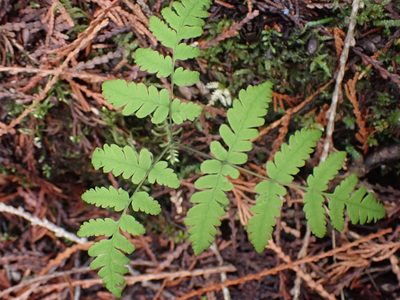 Gymnocarpium dryopteris, photographed by Shane Johnson