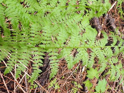 Athyrium filix-femina, photographed by Shane Johnson