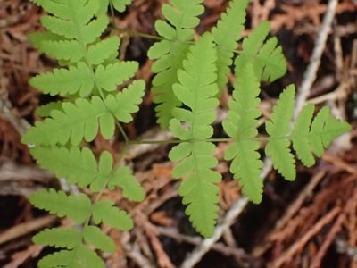 Gymnocarpium dryopteris, photographed by Shane Johnson