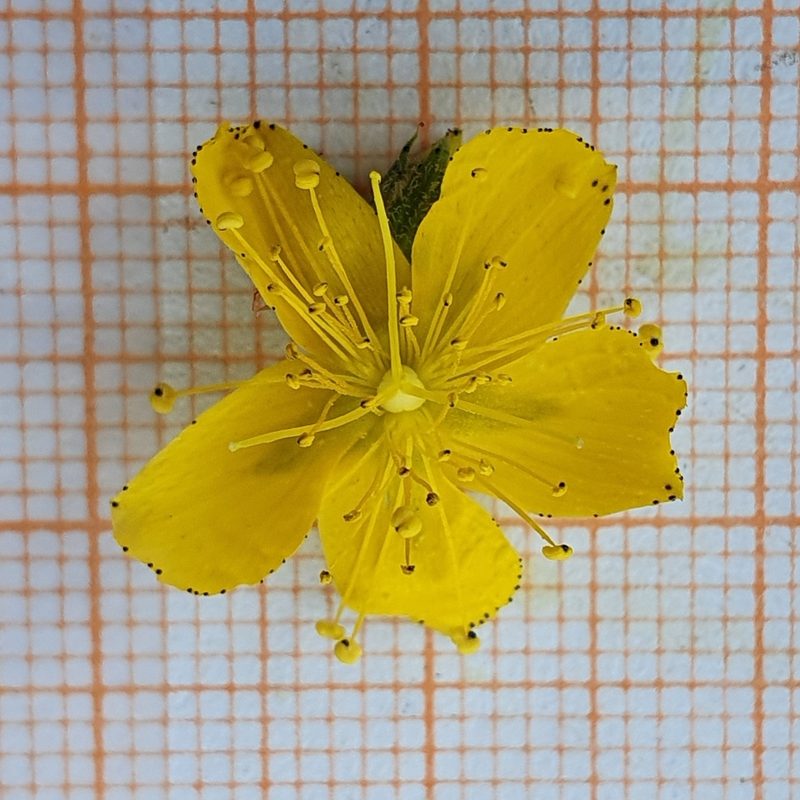 Hypericum pubescens, photographed by Mehdi Chetibi
