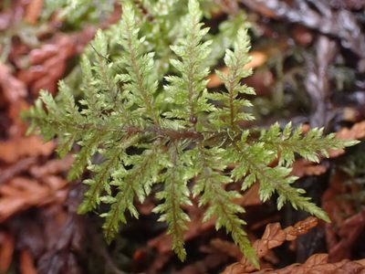 Hylocomium splendens, photographed by Shane Johnson