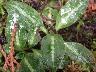 Goodyera oblongifolia, photographed by Shane Johnson